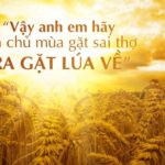 Chúa nhật XIV thường niên, năm C: Các bài suy niệm & chú giải Lời Chúa