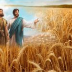 Bài hát Đáp ca và Hiệp lễ Chúa nhật 14 Thường niên C