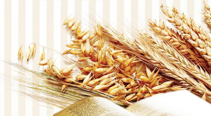 Chúa nhật XVI thường niên, năm A: Các bài suy niệm & chú giải Lời Chúa