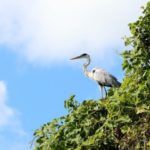 Thành lập Hội đồng Giáo hội miền Amazzonia