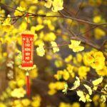 Tết với Jrai và Jrai với Tết