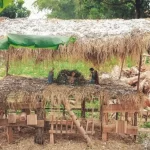 Phản ứng với chỉ trích